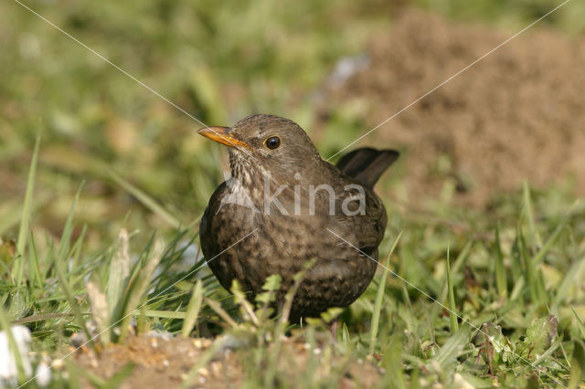 Eurasian Blackbird (Turdus merula)