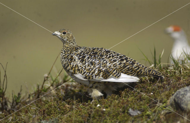 Moerassneeuwhoen (Lagopus lagopus)