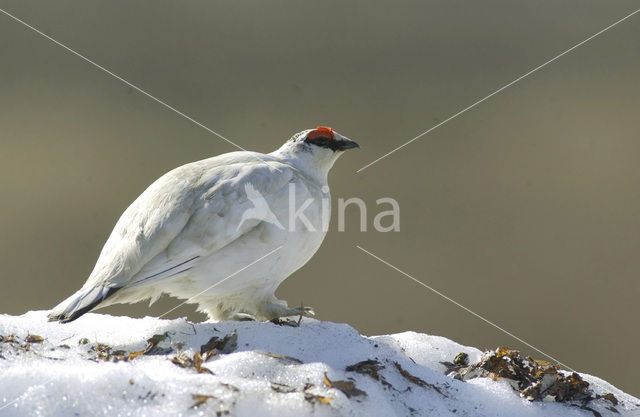 Moerassneeuwhoen (Lagopus lagopus)