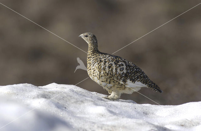 Moerassneeuwhoen (Lagopus lagopus)