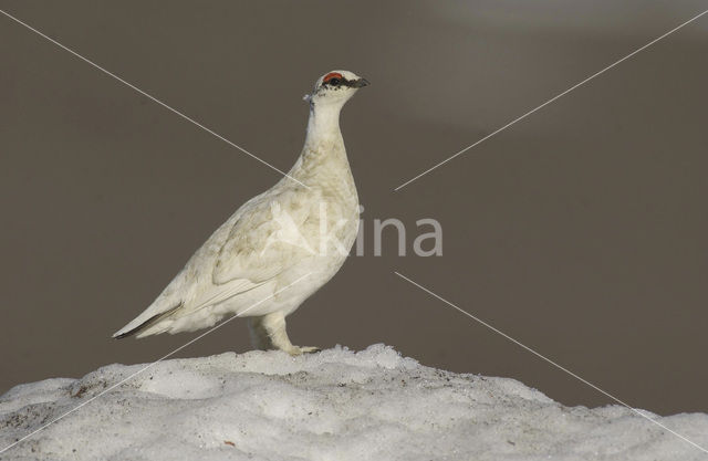 Willow Ptarmigan (Lagopus lagopus)