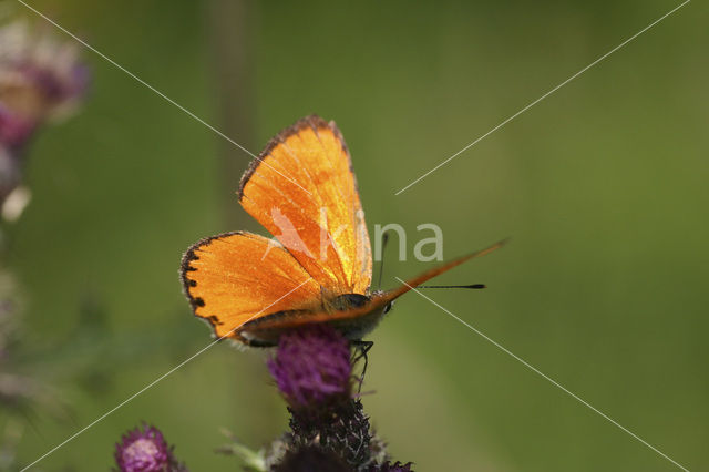 Morgenrood (Lycaena virgaureae)