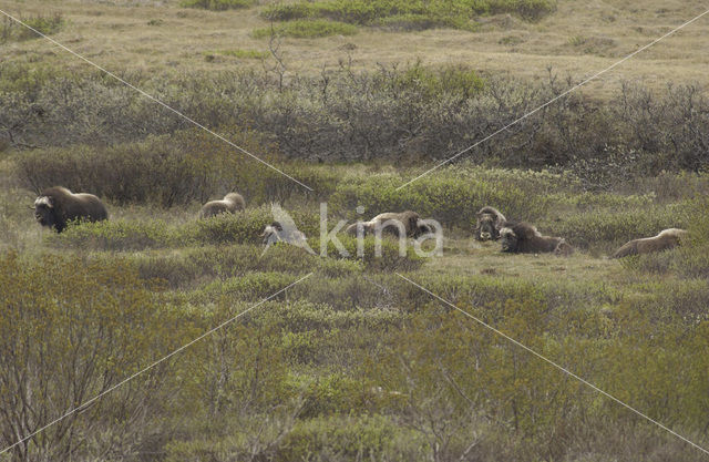 muskox (Ovibos moschatus)