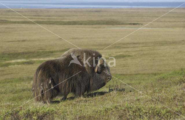 muskox (Ovibos moschatus)
