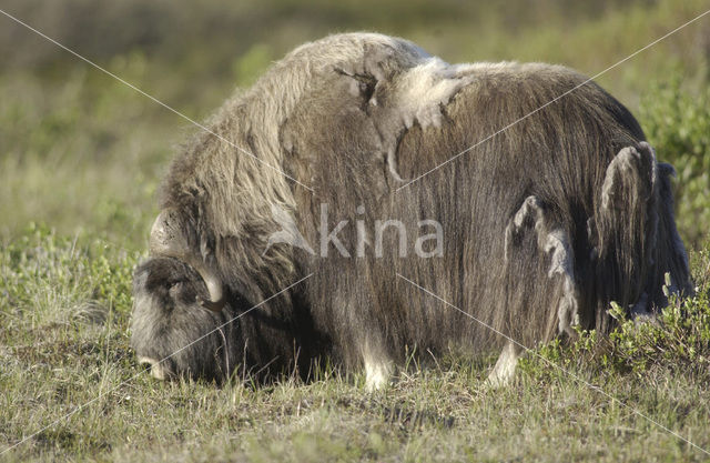 muskox (Ovibos moschatus)