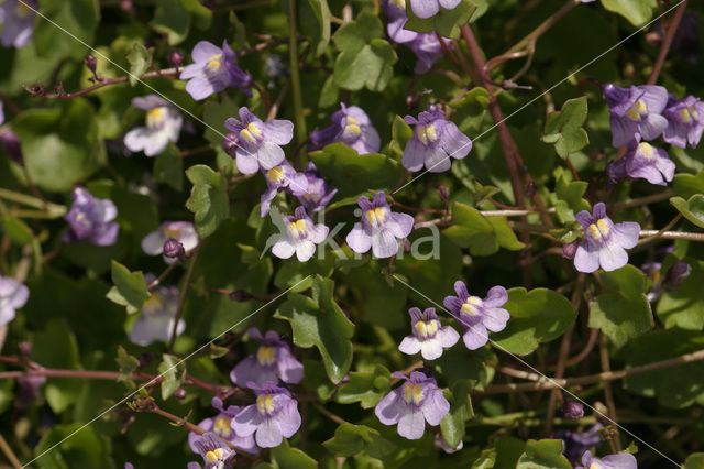 Muurleeuwenbek (Cymbalaria muralis)