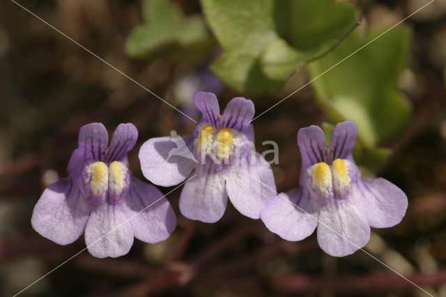 Ivy-leaved Toadflax (Cymbalaria muralis)
