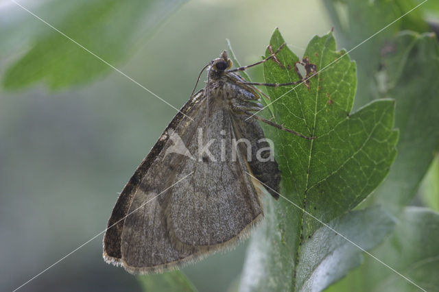 Naaldboomspanner (Thera obeliscata)