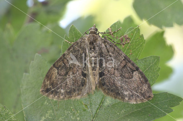 Naaldboomspanner (Thera obeliscata)