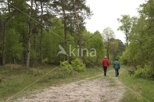 National Park Drents-Friese Wold