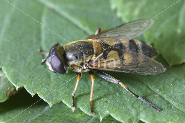 Noordse pendelvlieg (Helophilus affinis)