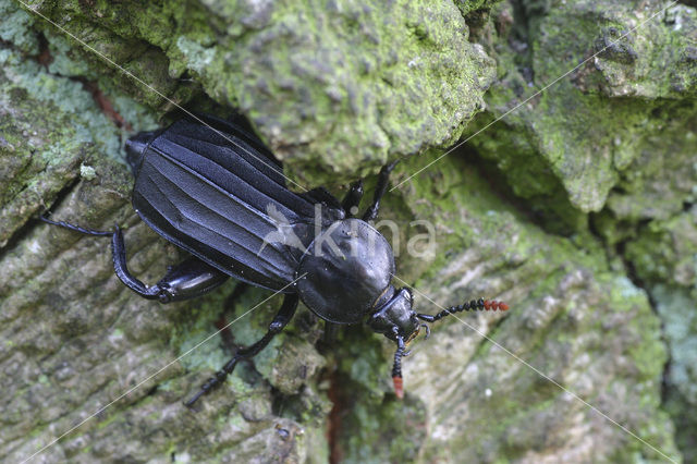 Oeveraaskever (Necrodes littoralis)