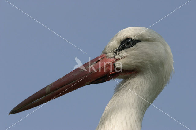 White Stork (Ciconia ciconia)