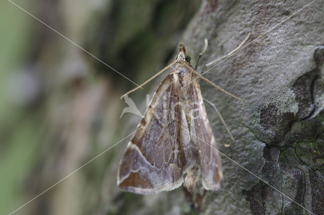 Oranje agaatspanner (Eulithis testata)