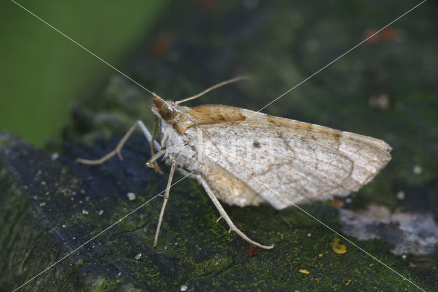 The Chevron (Eulithis testata)