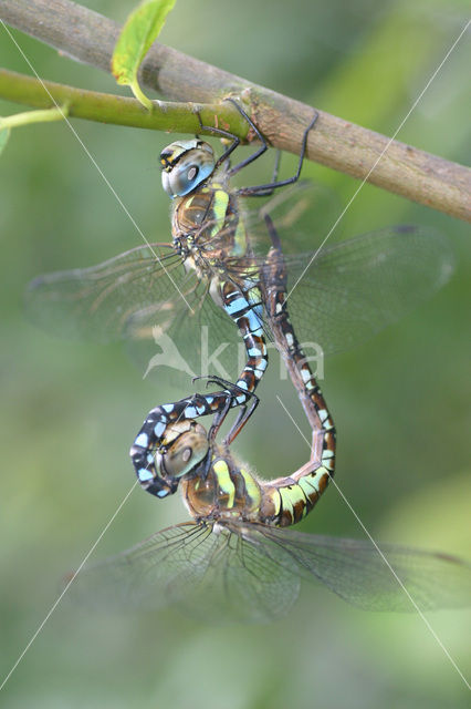 Paardenbijter (Aeshna mixta)