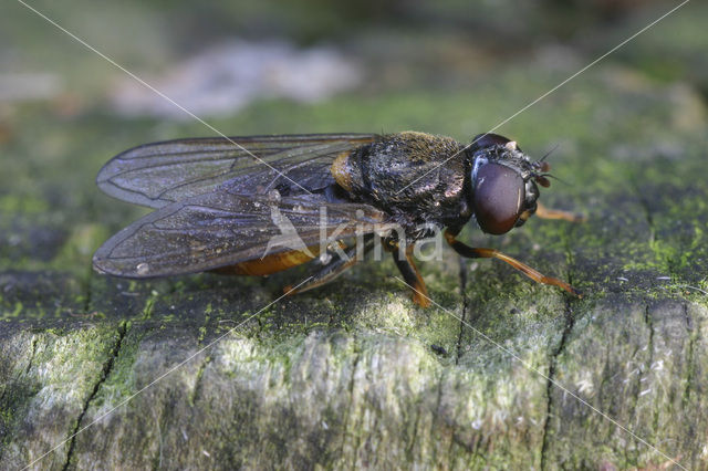 Paddestoelgitje (Cheilosia scutellata)