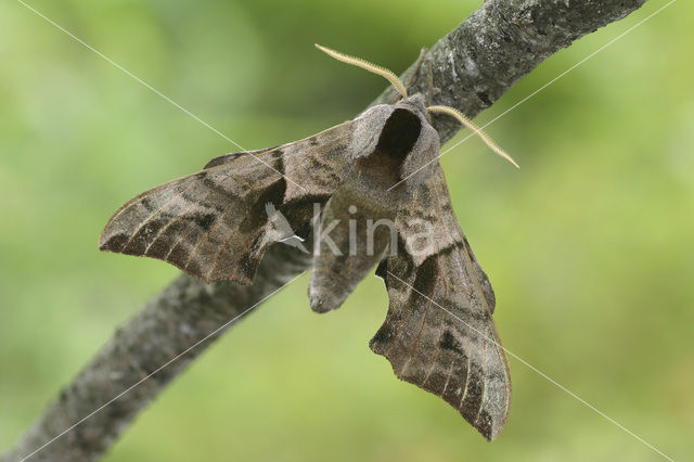 Eyed Hawk-moth (Smerinthus ocellata)