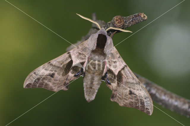 Eyed Hawk-moth (Smerinthus ocellata)