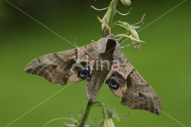 Eyed Hawk-moth (Smerinthus ocellata)