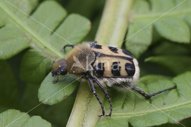 Penseelkever (Trichius zonatus)