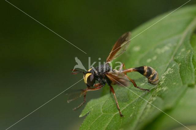 Physocephala rufipes