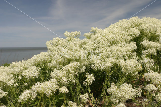 Pijlkruidkers (Lepidium draba)