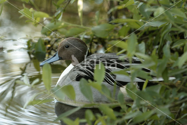 Northern Pintail (Anas acuta)