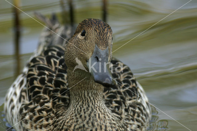Northern Pintail (Anas acuta)
