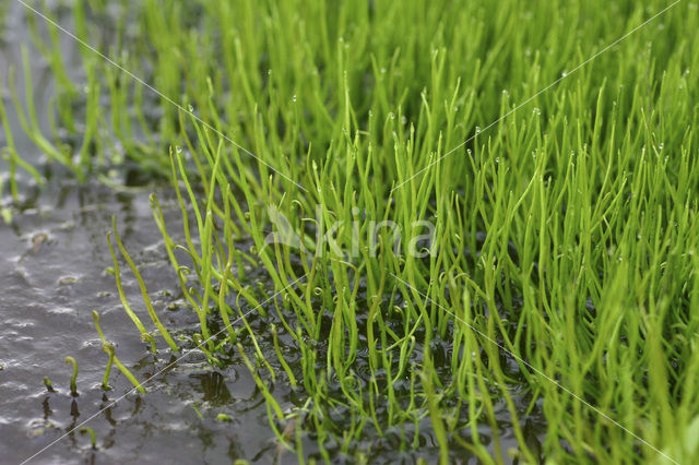 Pillwort (Pilularia globulifera)