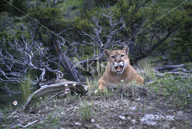 Poema (Puma concolor)