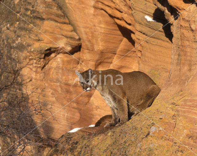 Poema (Puma concolor)