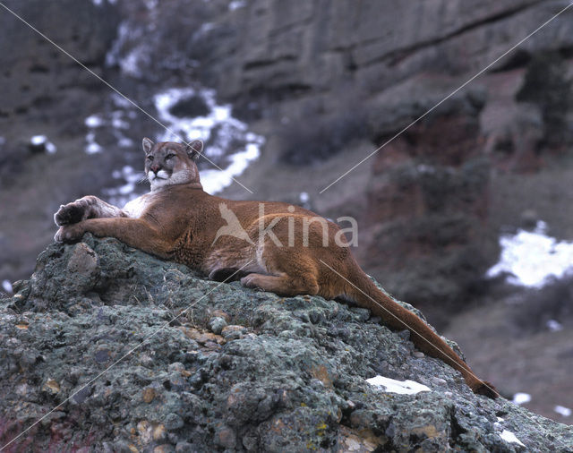 Poema (Puma concolor)