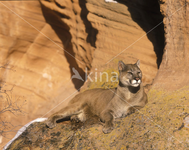 Cougar