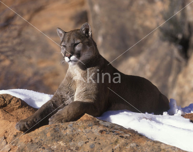 Poema (Puma concolor)