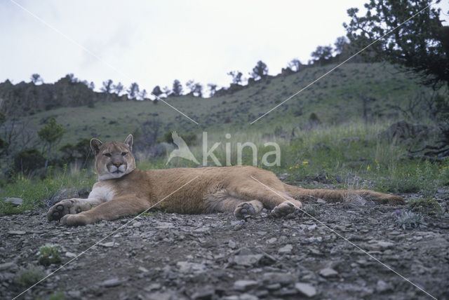 Poema (Puma concolor)