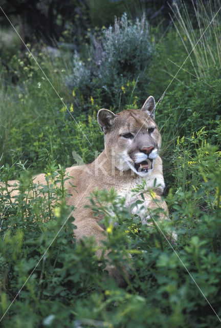 Poema (Puma concolor)