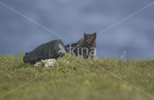 Arctic fox (Alopex lagopus)