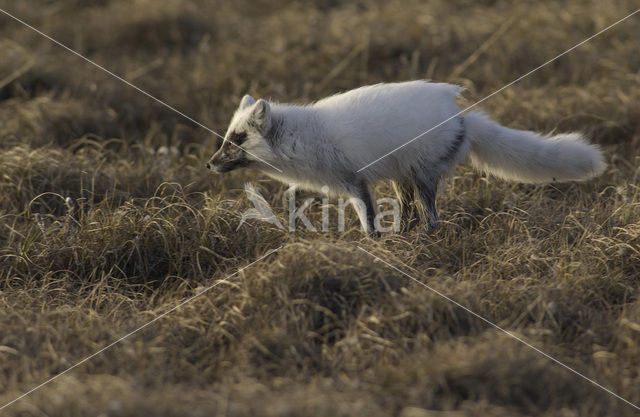 Arctic fox (Alopex lagopus)