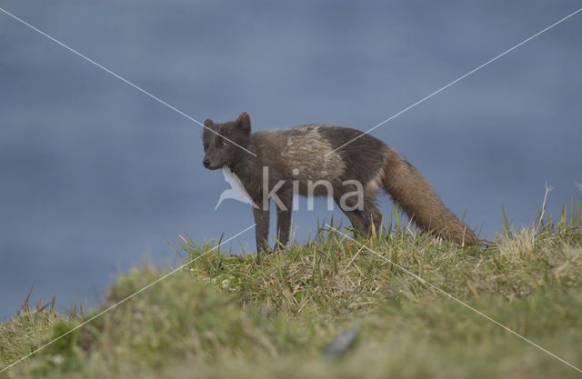 Arctic fox (Alopex lagopus)