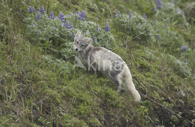 Arctic fox (Alopex lagopus)