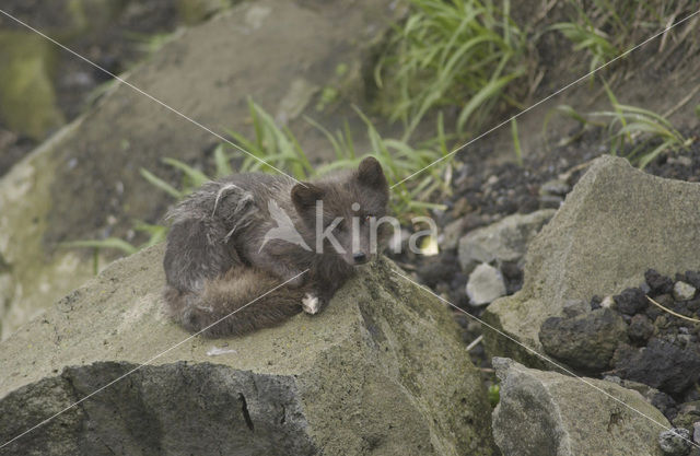 Poolvos (Alopex lagopus)