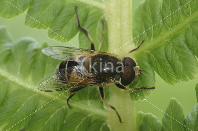 Eristalis nemorum