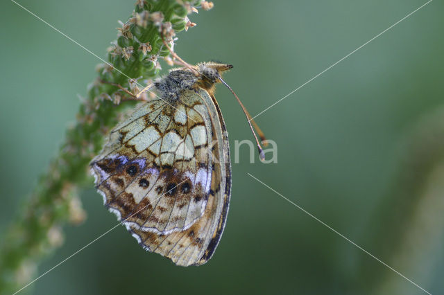 Lesser Marbled Fritillary (Brenthis ino)