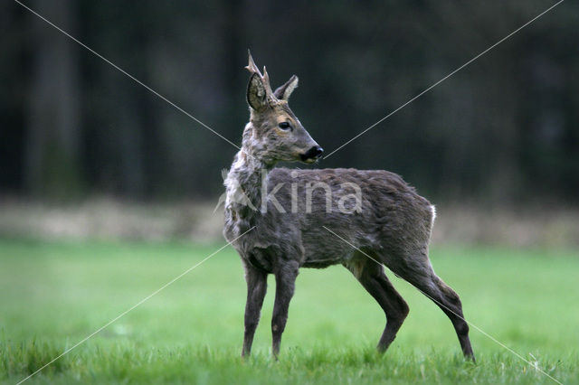 Roe Deer (Capreolus capreolus)