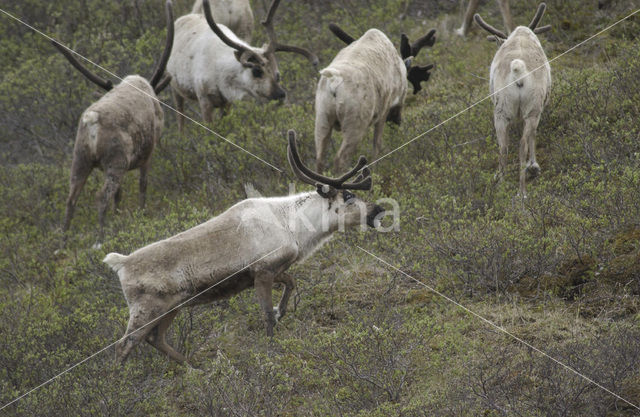Reindeer