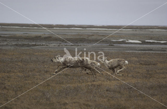 Reindeer