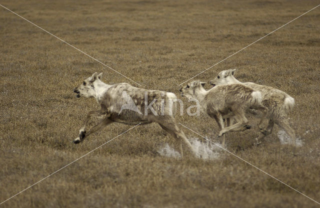 Reindeer