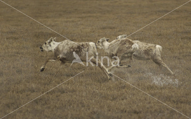 Reindeer