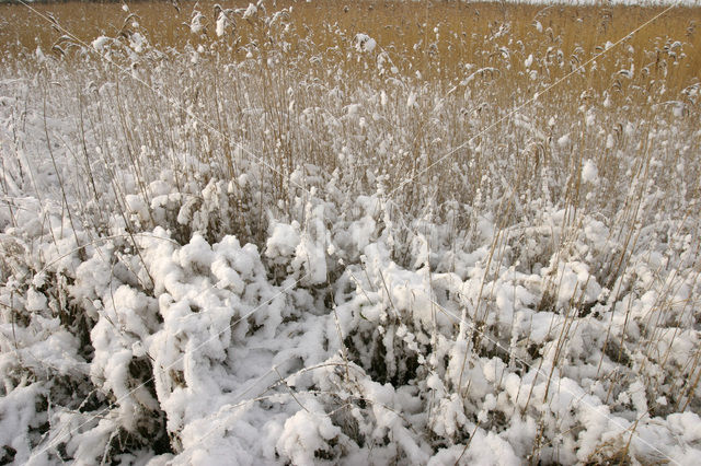 Riet (Phragmites australis)